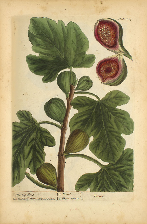 mucholderthen:  Elizabeth Blackwell1701-1785A Curious Herbal Notable both for its beautiful illustra