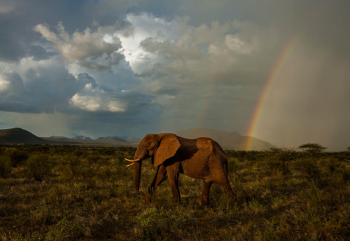 blooper-boy: awkwardsituationist: storm over the serengeti. photos by nick nichols THe lions jsut lo