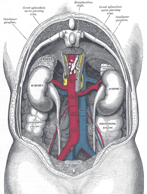 biomedicalephemera:Anatomy and Position of the Kidney in the bodyThe kidney is a fascinating and und