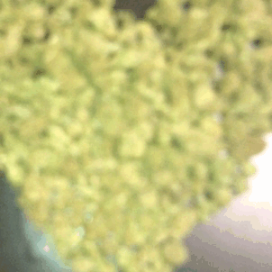 🌈Trippy - Nati0n🌎
