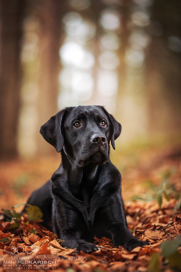 Zenontheseas :MYLO by ManfredKarisch