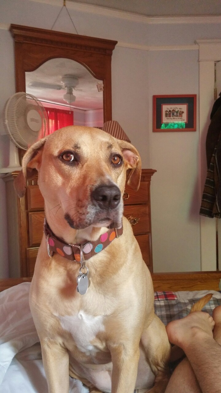 cerebralzero:  riflingmatters:  Man’s two best friends  dawwwww your dog is cute