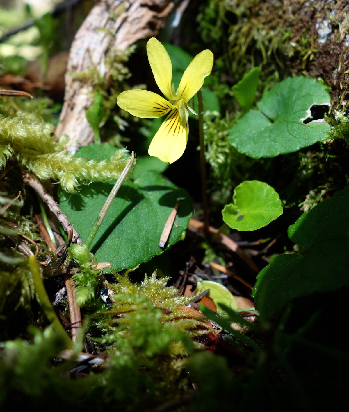 Weekly Wildflower - April 23, 2015
An extremely low snow year and generally mild winter is bringing the wildflowers out much earlier than usual. Most lower elevation areas are melted out. A few spring storms have brought snow, but it has melted...