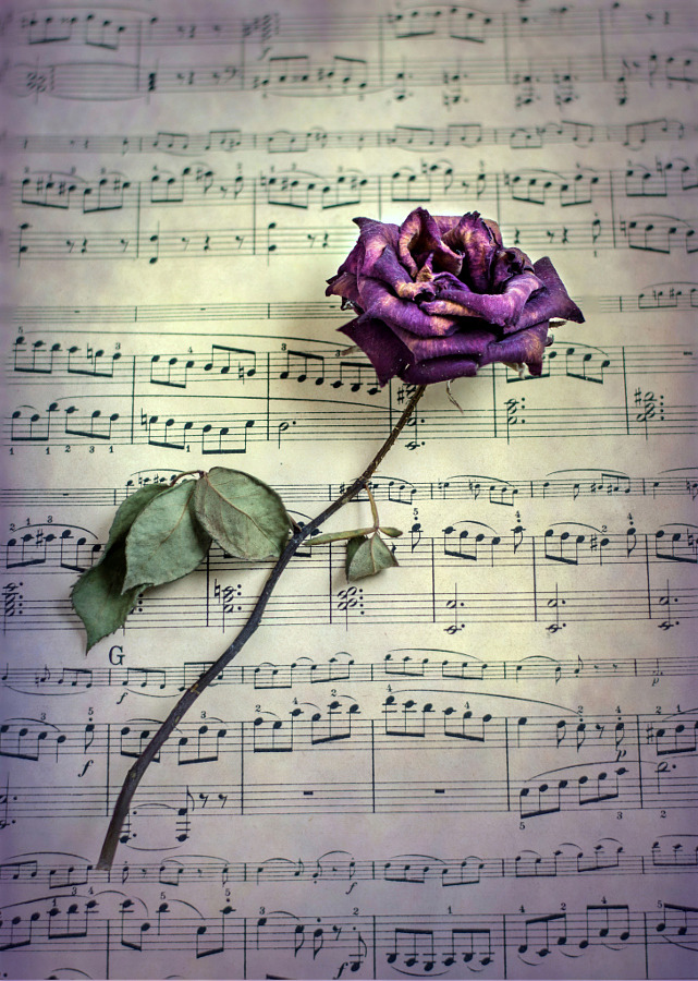 Pink rose on a music note by Tarek Art - http://ift.tt/1Y3lhEi