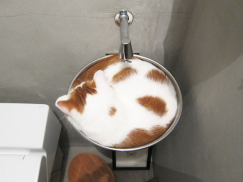 simplydalektable: surimistick: at first i tought it was cappuccino a catpuccino