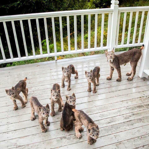 thefrogman:sirfrogsworth:A mama lynx decided this Alaskan porch was a good spot to give birth. I gue