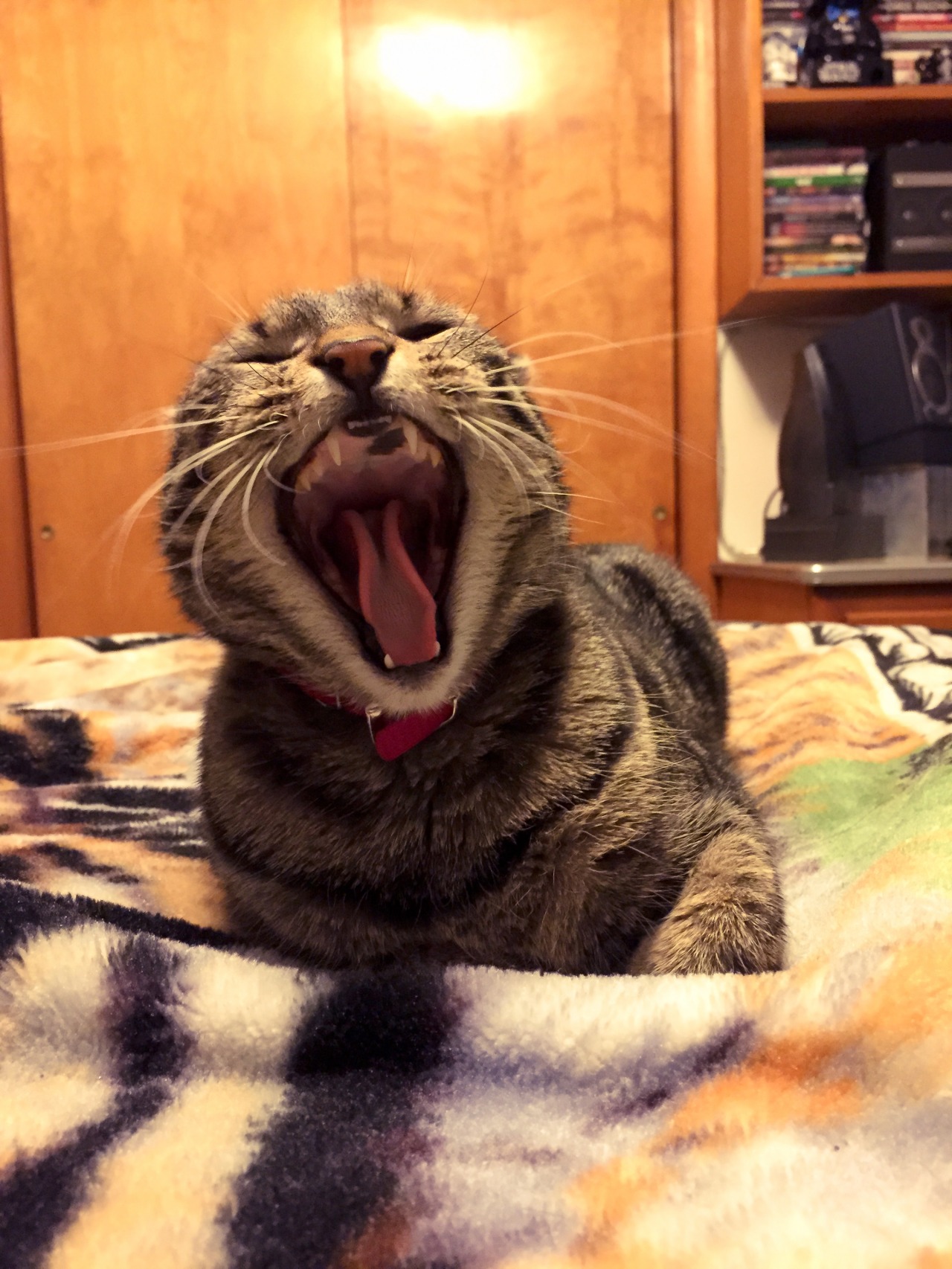 mykeowns:  The Yawn. 