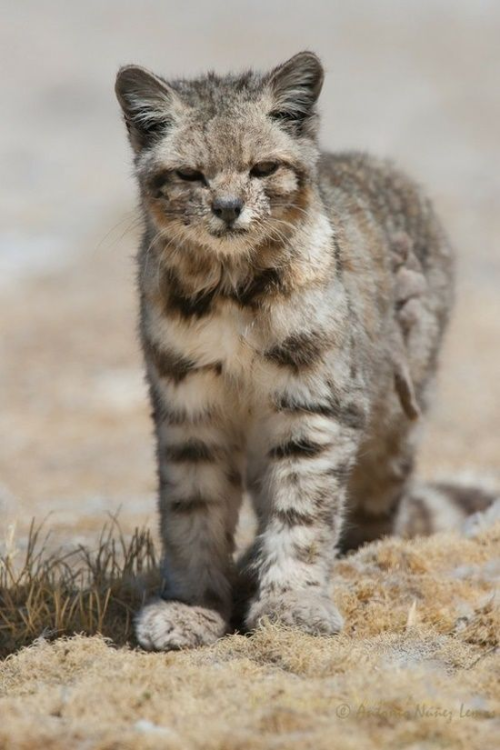 Some Lesser Known Small Cat Species