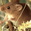 Would U Ever Do An Andrew Blaze Mouse Themed Stimboard ,,,,,