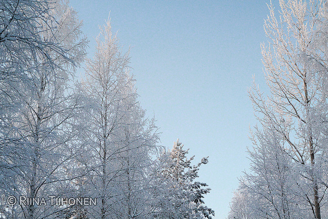 breathtakinglandscapes:  Icy trees and the winter sky on Flickr. 