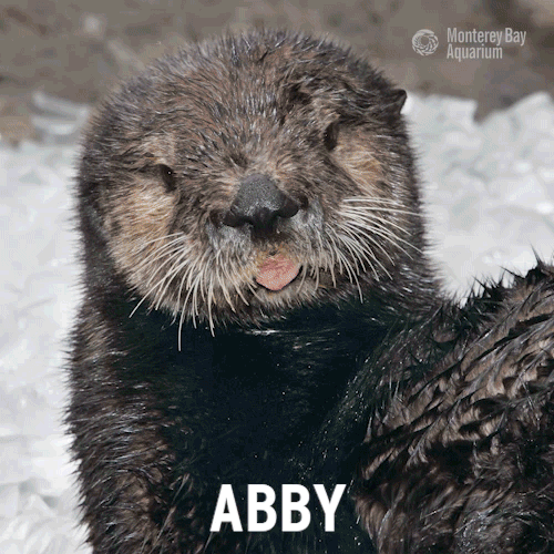 montereybayaquarium:  Furry, feisty, paw-erful—Otter Girl! For Sea Otter Awareness