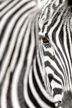 mistymorningme:  Eyes and stripes Photo © Chris Mclennan — National Geographic Your Shot