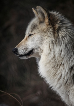 thatwanderinglonewolf:  By Alex Ellick 