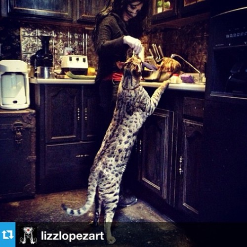 Repost of my furry angel Zinzu having din din. #f2 #savannahcat #bigcats #cat