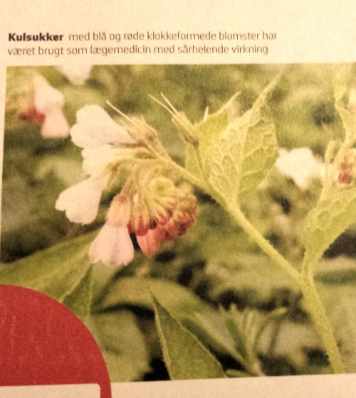 biodiverseed:This article (in Danish, sorry) is telling me that both borage and comfrey are carcinog