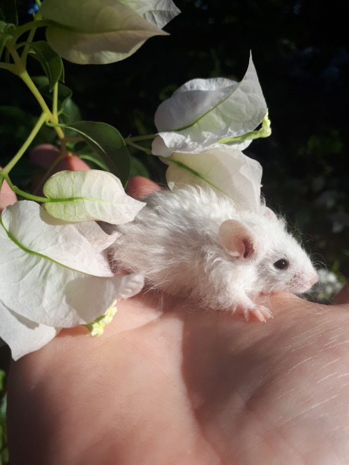 too-many-mice: A fluffly little man