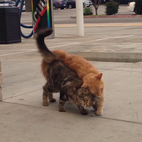 haverchuckyou:i saw these little guys at the gas station today & they were practically glued at 