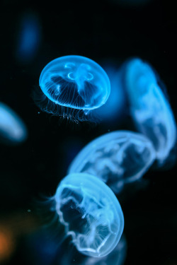 banshy:  Jelly Fish | Josselin Cornou   