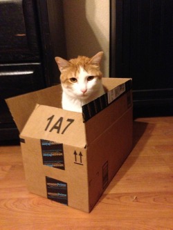 cat-overload:  I love Amazon Prime because you get 2 day shipping on all cat traps.cat-overload.tumblr.com source: http://i.imgur.com/pTs7zmn.jpg