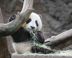 giantpandaphotos:  Xiao Liwu at the San Diego Zoo, California, on March 9, 2013. © Angie Bell. 