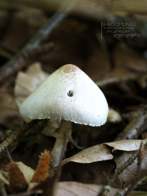 shroomlings