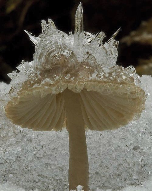 [image description: a photo of a white mushroom under a pile of snow. it has ice crystals jutting ou