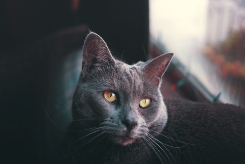 naturelvr69likes:annkayephotography:5-7-18 // Storm being chill. @mostlycatsmostly