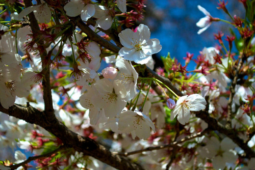 Sakura on Flickr.