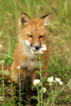 llbwwb:  Red Fox Pup. (by AlaskaFreezeFrame)