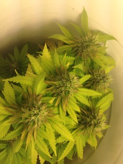 agreatgreenwizard:  Last week, week eleven, just waiting for the heads to ripen up, then the cut!