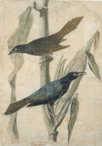 Purple Grackle, John James Audubon, n.d., Smithsonian: American Art MuseumSize: sheet and image: 19 