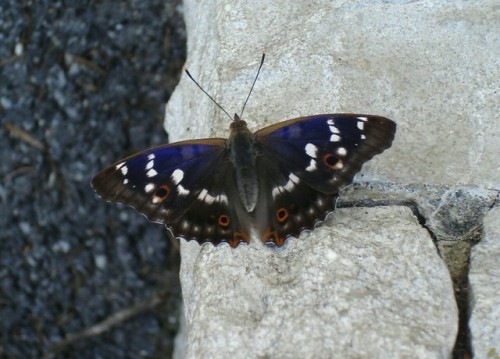 haresladeboy:If you want to get a photo of the male of the Lesser Purple Emperor, (Apatura ilia )sho