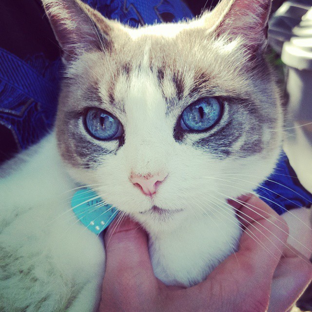 linefaced:  Alice is ready for her closeup! #aliceblogging