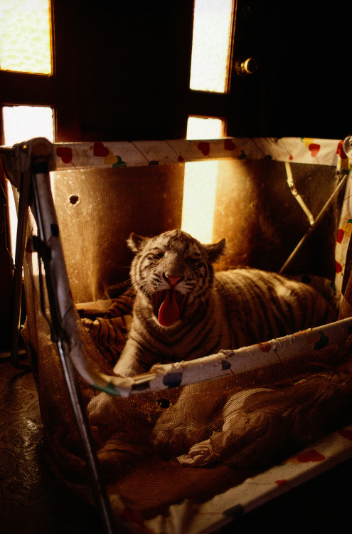 Siberian tiger cub in a child’s play-pen, which is being used as a bed, Arkansas, November 199