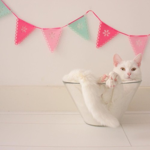 atraversso:    This Cat Has Unconditional Love for Her Glass Bowl.