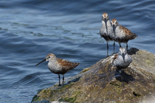 Between whimbrel flybys these dunlins kept me entertained at Colonel Samuel Smith Park