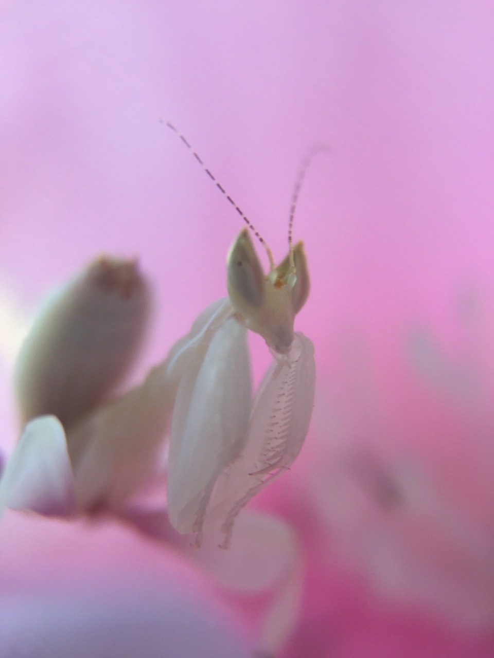 hierodula: 🌸how can something so small be so stunning