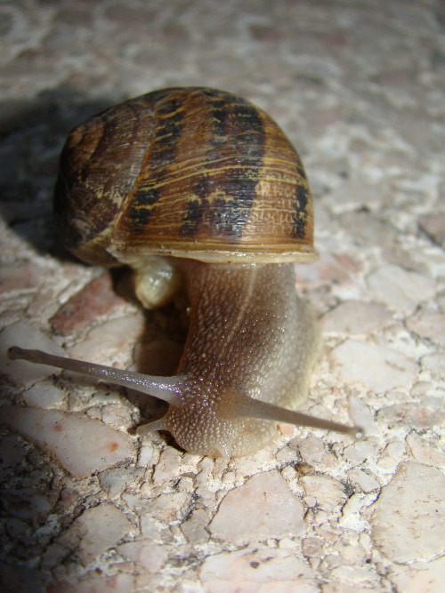 Los caracoles también hacen caca. Estaba super caluroso, pero el bicho se mantenía re frío.