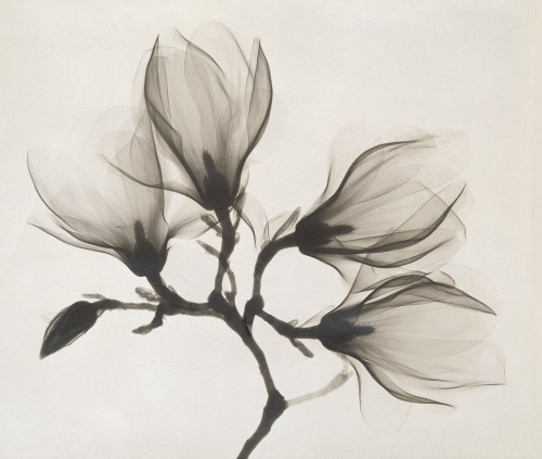 memoryslandscape:  clawmarks : Magnolia Branch with Four Flowers–possibly anonymous, circa 1910-1925