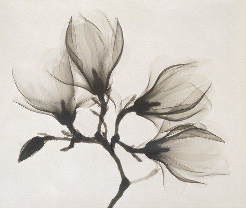 memoryslandscape: clawmarks : Magnolia Branch with Four Flowers–possibly anonymous, circa 1910-1925