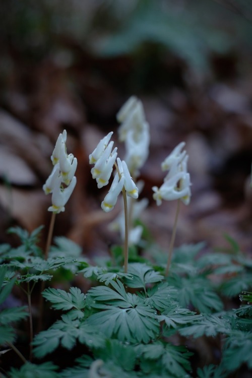 The first of the spring ephemerals are awake and starting their brief time above ground. Brilliant w