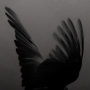 jsraven7 - Corvid