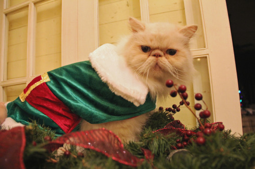 meow, Happy Holidays everyone!