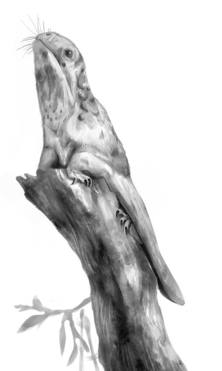 guindagear: “ Batrachognathus volans  “Monochrome and coloring version by Guindagear