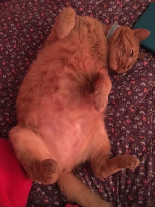 Here’s my only cat Cheeto, he’s special(submitted by @madmads-tumbler)