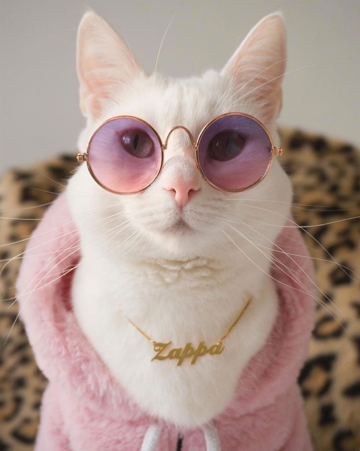 tumblr photo prettycocokitty 17