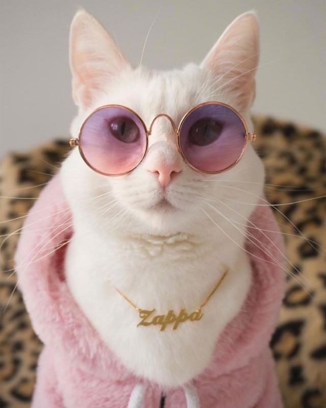 tumblr photo prettycocokitty 10