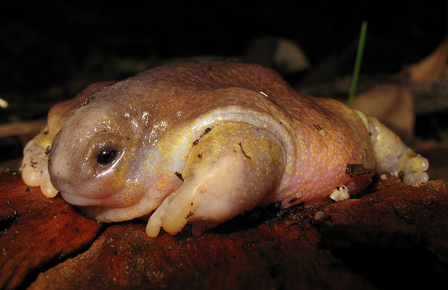 frogs-are-awesome:  Turtle Frog (Myobatrachus gouldii) The only species in its unique