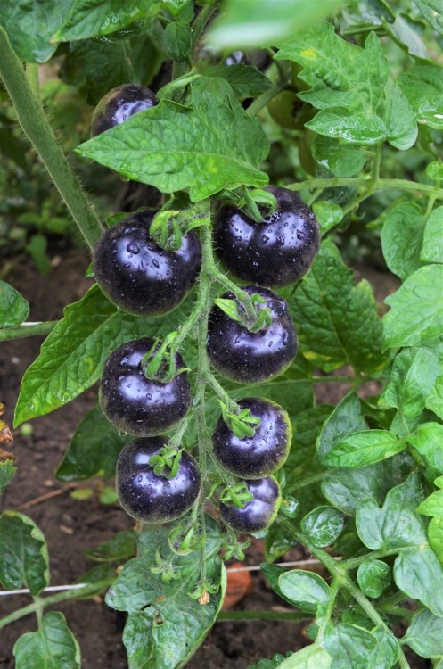 allthingssoulful-garden: The black tomatoes are starting to color.