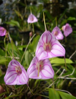 orchid-a-day: Masdevallia rimarima-alba (pink)